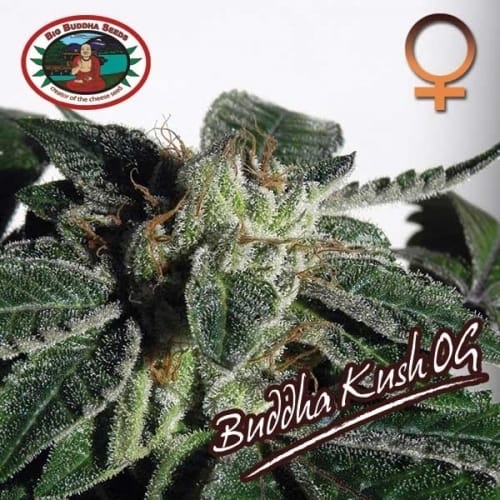 Buddha Kush by Big Buddha Seeds – 12/12 Photoperiod – Indoor-friendly – Feminized – image 3 – Seed City
