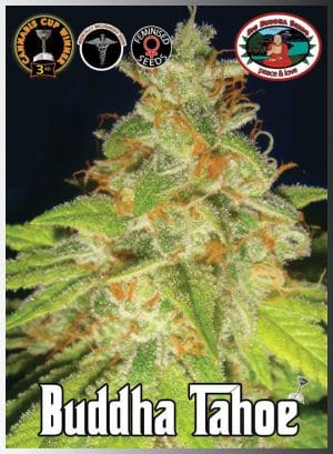 Buddha Tahoe