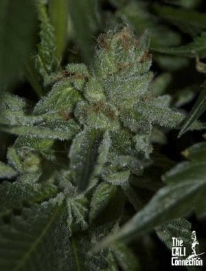Buddha Tahoe OG