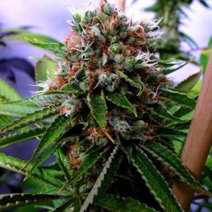 Buddha's Sister from Soma Seeds