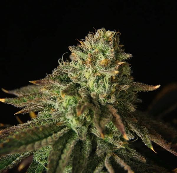 Buks Banner #11 Auto cannabis seeds – Sativa-leaning – Orange – Auto-Flowering – image 1 from Seed City