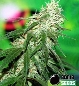 Buzz Bomb from Bomb Seeds