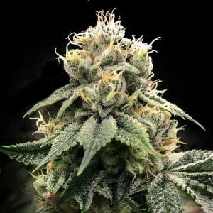C.T.S aka Chocolate Truffle Shuffle by DNA Genetics Seeds – Indica Dominant – Berry – Outdoor – image 1 – Seed City