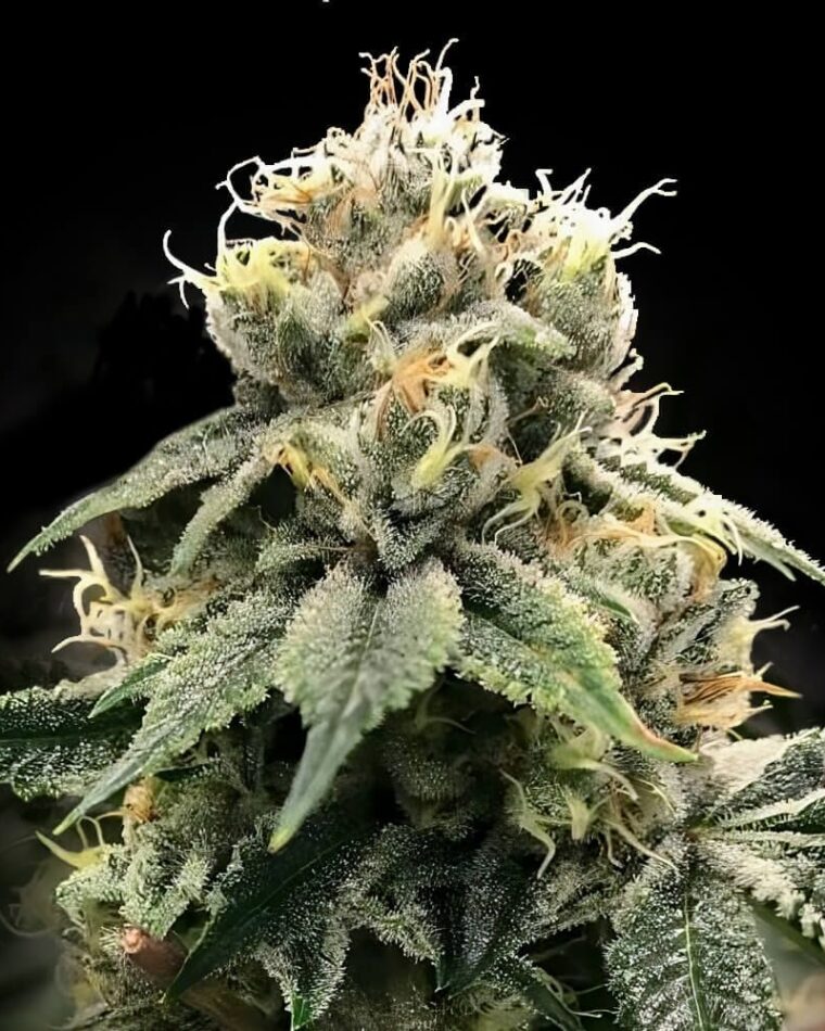 C.T.S aka Chocolate Truffle Shuffle by DNA Genetics Seeds – Indica Dominant – Berry – Outdoor – image 1 – Seed City