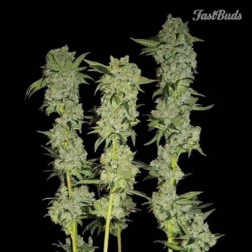 C4-Matic from FastBuds