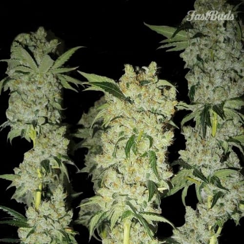 showing Female seeds – General Pain – Auto-Flowering – image 2 – Seed City