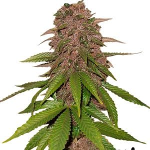 Image 1 of C4-Matic cannabis by FastBuds – Auto-Flowering – Female seeds – Outdoor cultivation – Seed City