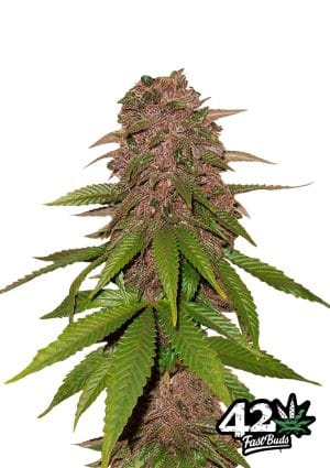 C4-Matic