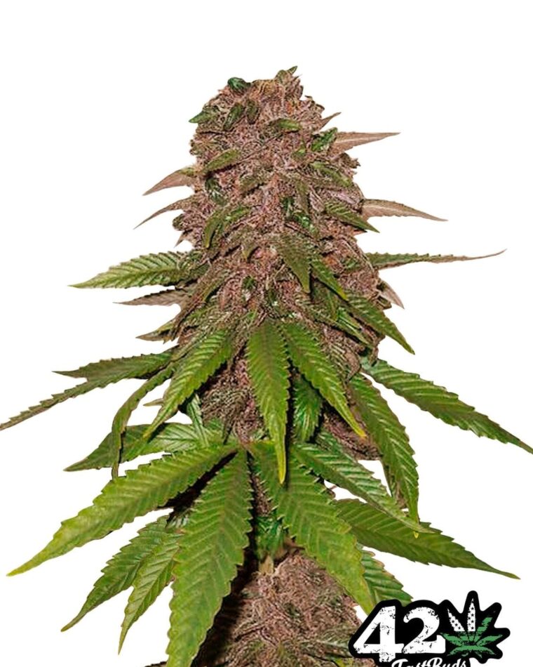 Image 1 of C4-Matic cannabis by FastBuds – Auto-Flowering – Female seeds – Outdoor cultivation – Seed City