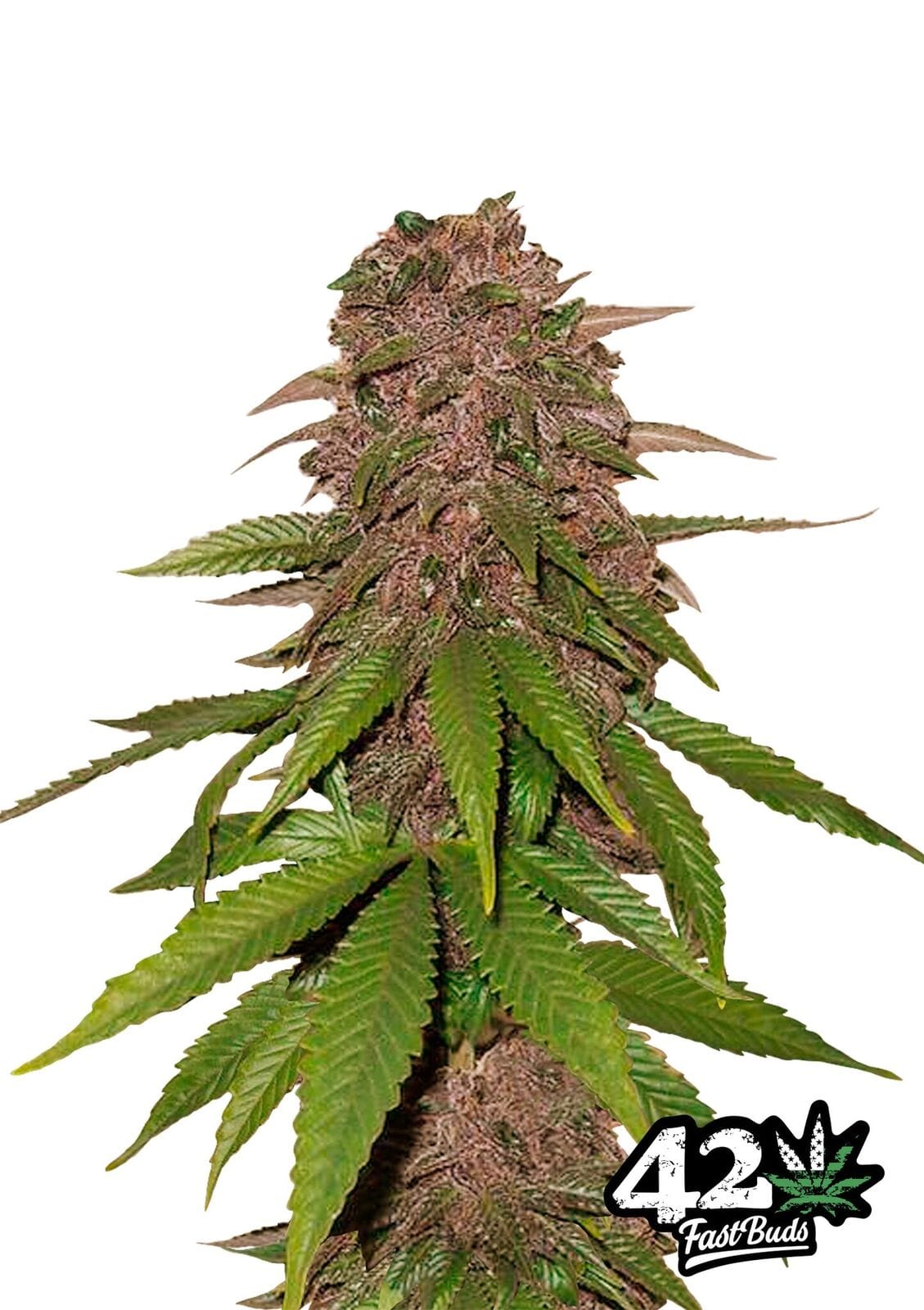 Image 1 of C4-Matic cannabis by FastBuds – Auto-Flowering – Female seeds – Outdoor cultivation – Seed City