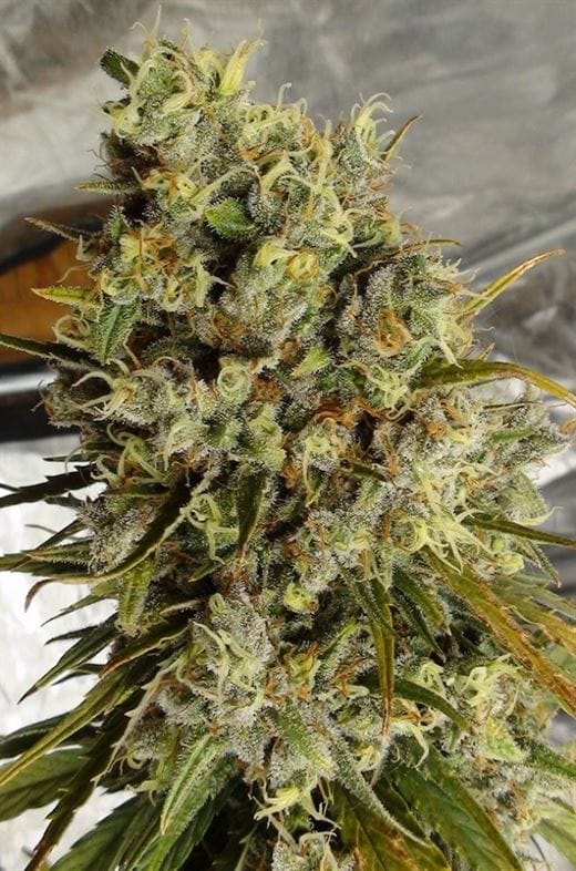 Outdoor – 12/12 Photoperiod – Psychedelic – C5 Haze x Kali China strain – image 1 – from Ace Seed bank via Seed City