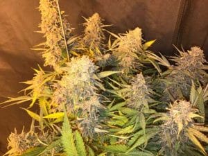 C99 x Blueberry Fast