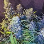 C99 x Blueberry Fast from Seedsman Seeds