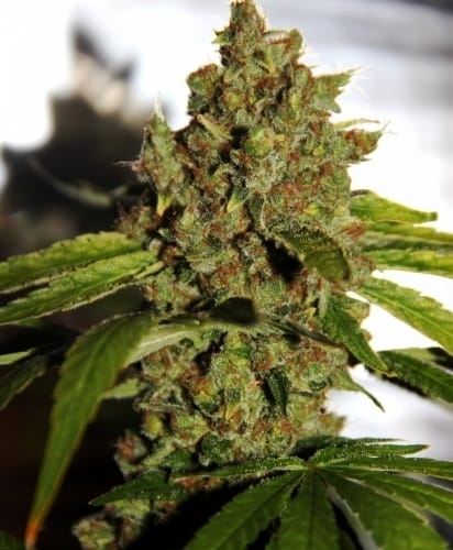 CBD PH from CBD Crew Seeds