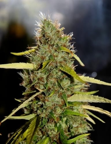 showing 12/12 Photoperiod – High CBD – Sativa-leaning – image 3 – Seed City