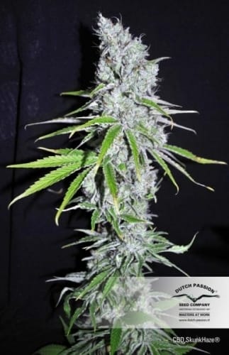 showing Relaxing – High CBD – Woodsy – image 1 – Seed City