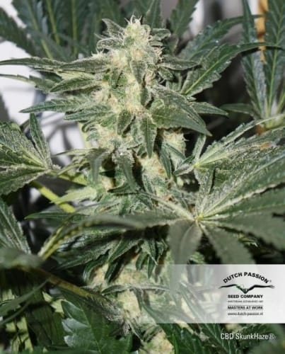 CBD SkunkHaze from Dutch Passion Seeds