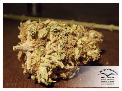CBD SkunkHaze from Dutch Passion Seeds
