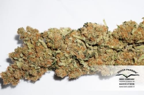 12/12 Photoperiod – Feminized – Woodsy – CBD SkunkHaze strain – image 16 – from Dutch Passion Seeds via Seed City