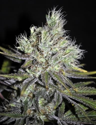 CBD Sweet n Sour Widow cannabis seeds – Regular – Sour – 12/12 Photoperiod – image 3 from Seed City