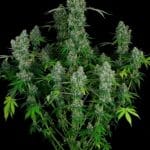 CBD-Enriched Warlock cannabis seeds – Indoor-friendly – General Pain – Sweet – image 2 from Seed City