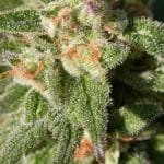 Sweet – Indoor-friendly – Indica-heavy – CBD-Enriched Warlock strain – image 3 – from Serious Seeds via Seed City