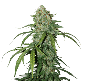 CBD 1:1 Silver Lime Haze Auto
