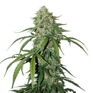 CBD 1:1 Silver Lime Haze Auto cannabis seeds – Lime – Female seeds – Sativa Dominant – image 1 from Seed City