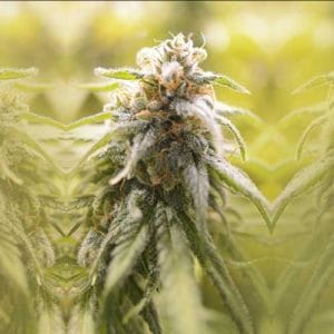 CBD Afghani