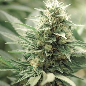 Image 1 of CBD Agartha cannabis by Super Strains – Woodsy – Sativa Dominant – Relaxing – Seed City