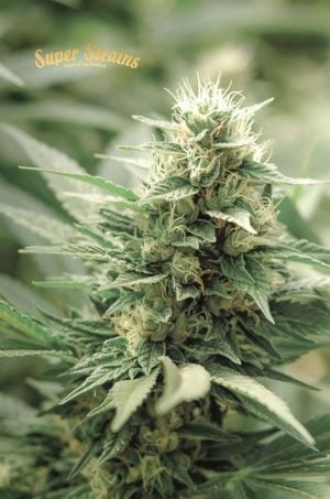 CBD Agartha