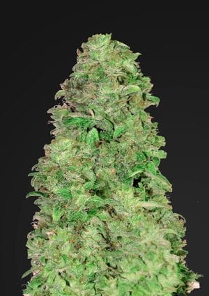 CBD Auto 20:1