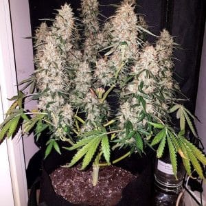CBD Auto from Phoenix Cannabis Seeds
