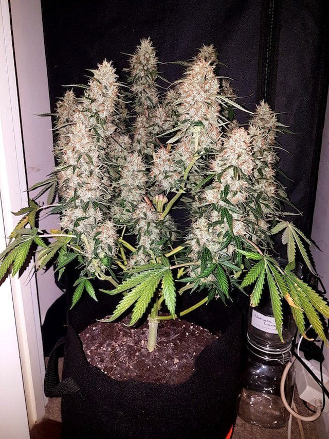 CBD Auto from Phoenix Cannabis Seeds