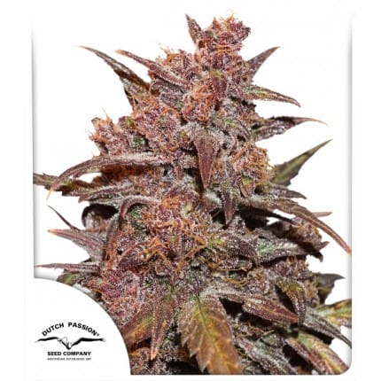 CBD Auto Blackberry Kush 大麻の種子 | Seed City