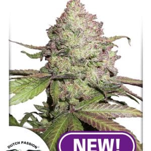 Low THC – Relaxing – Female seeds – CBD Auto Charlotte’s Angel strain – image 1 – from Dutch Passion Seeds via Seed City