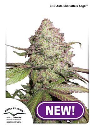 CBD Auto Charlotte’s Angel