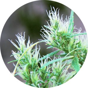 CBD Auto Haze