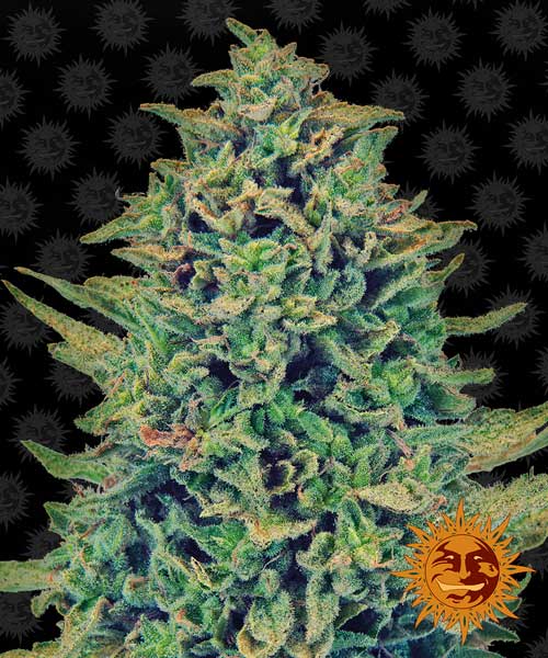 CBD Blue Shark cannabis seeds – 12/12 Photoperiod – Cheese – High Yielding – image 1 from Seed City