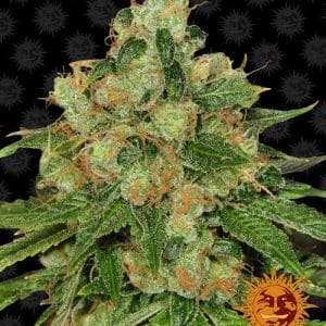 CBD Caramel cannabis seeds – 12/12 Photoperiod – Sweet – Indica-heavy – image 1 from Seed City