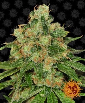 CBD Caramel