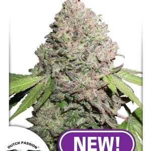 Body Stone – Piney – Sativa-leaning – CBD Charlotte’s Angel strain – image 1 – from Dutch Passion Seeds via Seed City