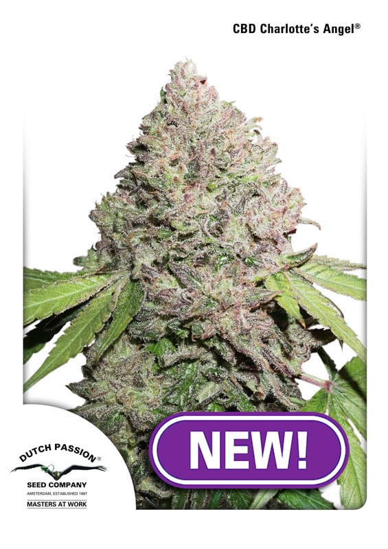 Body Stone – Piney – Sativa-leaning – CBD Charlotte’s Angel strain – image 1 – from Dutch Passion Seeds via Seed City