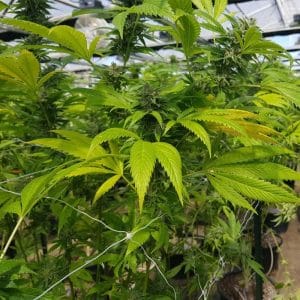 CBD Cheese