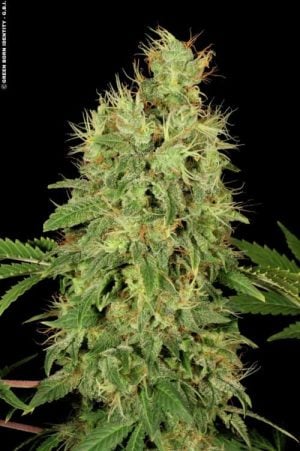 CBD-Chronic