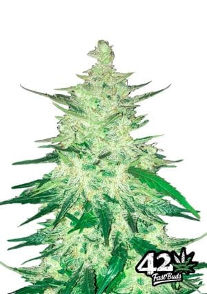 CBD Crack