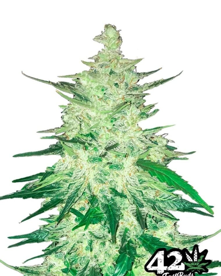 Uplifting – High CBD – Auto-Flowering – CBD Crack strain – image 1 – from FastBuds via Seed City