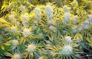 CBD Critical Mass