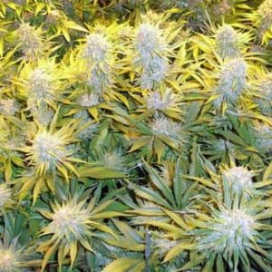 CBD Critical Mass cannabis seeds – Tall (140cm plus) – Migraine Relief – Fruity – image 1 from Seed City