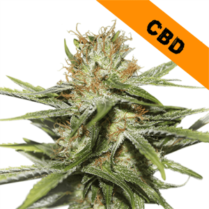 Image 1 of CBD Critical XXL cannabis by Seed Stockers – Feminized – Indica-heavy – Indoor-friendly – Seed City